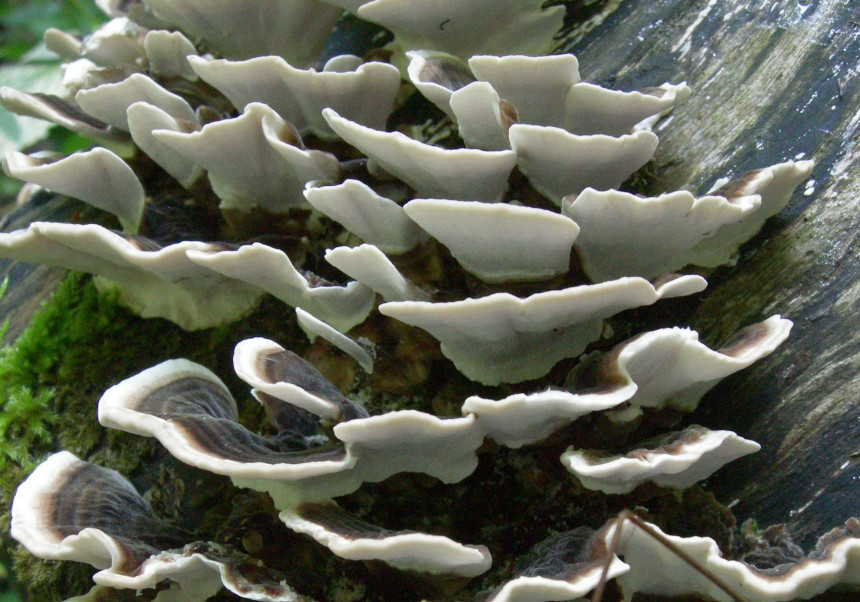 Imatge del esdeveniment:Trametes versicolor